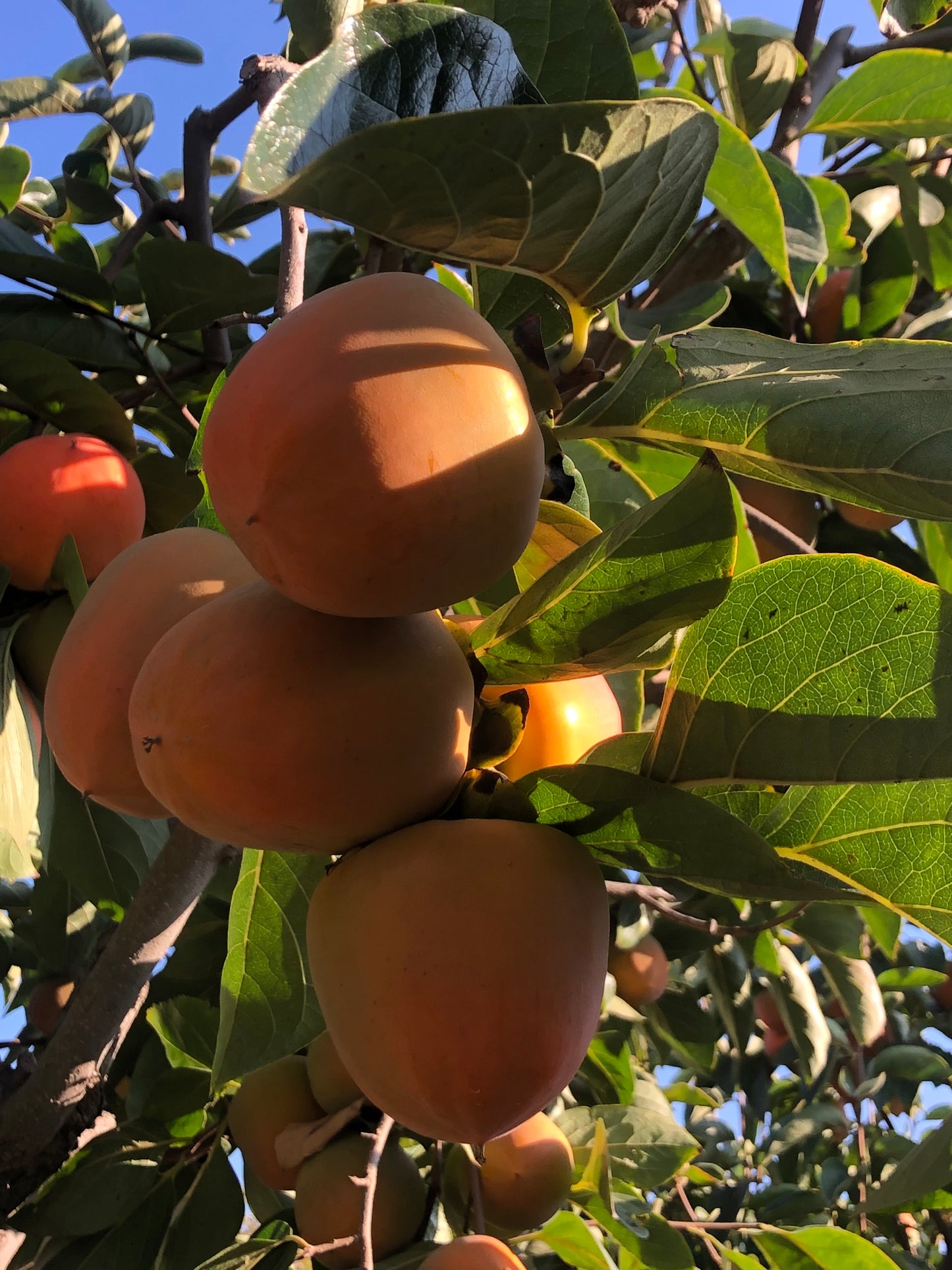 Dried California Persimmons